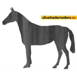 CABALLO 01 XL